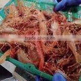 Live Spot Prawn thumbnail-2