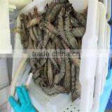 Deep Sea South American White Shrimp thumbnail-1