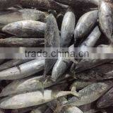 300-500g Seafrozen Bonito Fish Auxis Thazard thumbnail-1