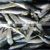 new frozen mackerel fish 100-120g