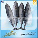 Hot Selling 18 Months Shelf Life Frozen Bonito Tuna Whole Fish thumbnail-5