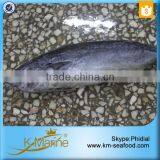 Small Size Hot Sale Whole Bullet Mackerel thumbnail-3