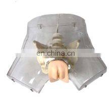 Advanced Female Transparency Catheterization Model Catheter Model