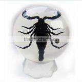 6.0 cm Real Resin Acrylic Marble Ball With Bugs thumbnail-2