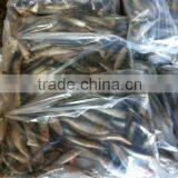 Block Frozen Sardine thumbnail-1