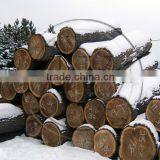 Walnut Veneer Logs thumbnail-1