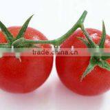 Canned Tomato Puree Canned Tomato Paste thumbnail-6