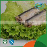 XINHAI Deap Sea Wild Mackerel Canning Fish Wholesale thumbnail-2
