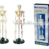 Model of Human Skeleton 42cm thumbnail-1