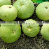 Hybrid TINDA ROUND GOLD SPECIAL F1 Seeds thumbnail-3