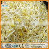 XKD-200 Bean Sprouts Machine With Compertitive Price thumbnail-6
