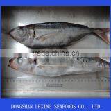Whole Round Red Tail Horse Mackerel thumbnail-2