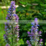 Clary Sage thumbnail-2