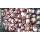 Duck Gizzards thumbnail-3