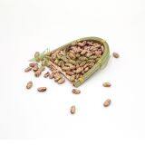 New arrival organic borlotti bean market price