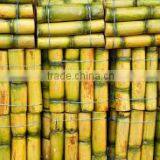 Fresh Sweet Sugarcane From Vietnam/ Sweet Cane Sugar