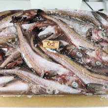 Gadus Chalcogrammus Frozen Alaska Pollock，pollock Fish, Pollock 100-300,300-500g thumbnail-4