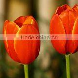 Color Cheapest High Quality Fresh Tulip thumbnail-4