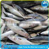 Scomber Mackerel Fish Export to Africa