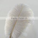 New Style Natural 10-12 Inch Ostrich Plumes for Party Decorations thumbnail-1