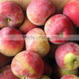 Fresh Apples, Canned Fruits, Canned Pineapple