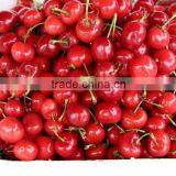 Bagged 18 Degree Sugar Content of China Fresh Cherries thumbnail-4