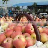 Fresh Red Gala Apple thumbnail-2