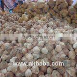 Viet Nam Semi Husk Mature Coconut thumbnail-4