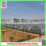 Plastic Film Commercial Greenhouse for Tomatoes With Arched Type thumbnail-1