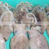 Whole Round Block Frozen Baby Cuttlefish thumbnail-1