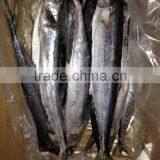 2015 Best Selling Frozen Seafood of IQF Spanish Mackerel thumbnail-1