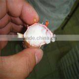 Fresh and Frozen Best Snow Crab thumbnail-1