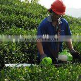 Hedge Trimmer26.2CC/robin Hedge Trimmer thumbnail-1