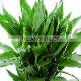 Long Life Flower Fresh Cut Lucky Bamboo From Yunnan thumbnail-4