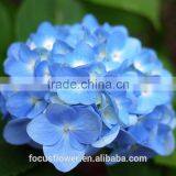 Factory Direct Wholesale Multi Colors Hydrangeas Cut Fresh Hydrangea thumbnail-4