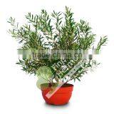 Olive Tree -Olea Europaea "Arbustivo - Bush" thumbnail-2