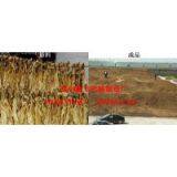 Tobacco Stalk Crusher thumbnail-2