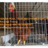 Djibouti Poultry Chicken Farm A Type Battery Breeder Chicken Cage & Breeding Layer Coop