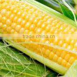 Fresh Yellow Sweet Corn From Vietnam
