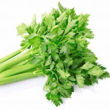 Chines Factory Good Quality Celery Seeds for Planting thumbnail-4