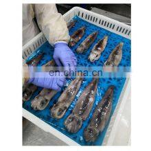 Best Selling IQF Frozen Squid Whole Round for Fishing Bait
