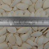 Yellow Pumpkin Seeds in Shell thumbnail-3