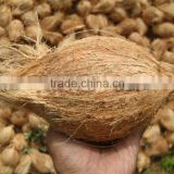 semi husked coconut exporter from india