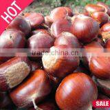 New Crop Organic Bulk Fresh Chestnuts for Sale thumbnail-5