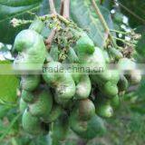 Good Bukina Faso Raw Cashew Nuts thumbnail-2