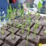 Phenol Resin Floral Foam Soilless Culture Substrates for Anthurium Planting in Greenhouse thumbnail-5