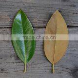 Real Preserved Magnolia Leaves Magnolia Branches for Export thumbnail-1