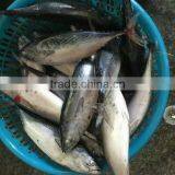 New Catch Bonito Tuna Whole thumbnail-1