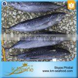 Fresh Whole Frozen Bullet Tuna thumbnail-6