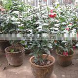 Camellia Japonica Tree Plant thumbnail-4